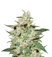 Great White Shark Feminized