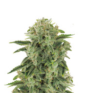 Great White Shark Regular