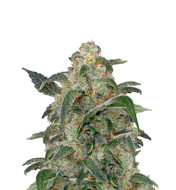 Green Crack Autoflower