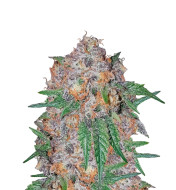 Green Crack Fast Version