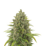 Green Crack Feminized