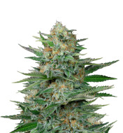 Green Poison F1 Autoflower