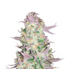 Green Poison Feminized