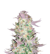 Green Poison Feminized
