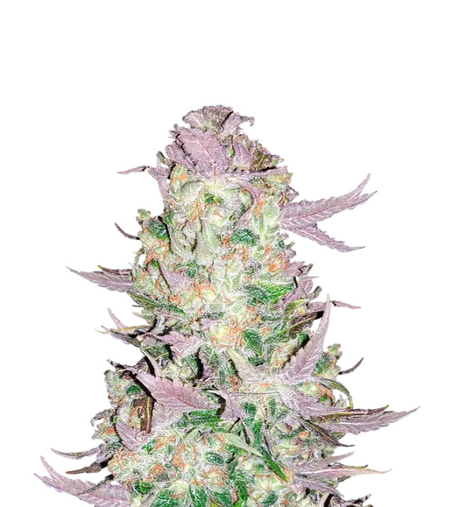 Green Poison Feminized