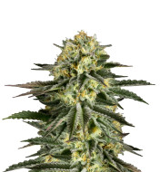 Gush Mintz Feminized