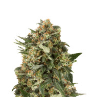 Harlequin Feminized