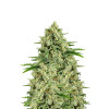 Hawaiian Snow Feminized