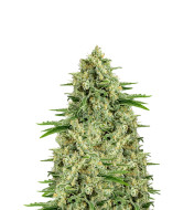 Hawaiian Snow Feminized