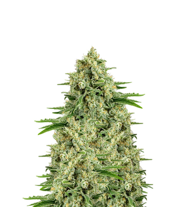 Hawaiian Snow Feminized