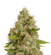 Head Band Autoflower