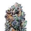 Hellfire OG Feminized