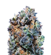 Hellfire OG Feminized