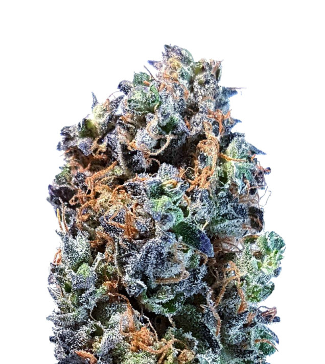 Hellfire OG Feminized