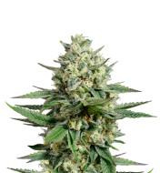 Herijuana Feminized