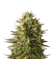 Hindu Kush Autoflower