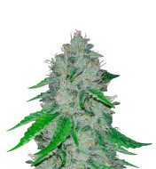Humboldt Feminized