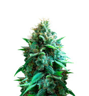 Ice Cream Cake Feminized