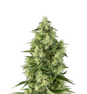 Irish Cream Feminized