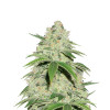 Jack Herer Autoflower