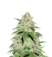 Jack Herer Autoflower