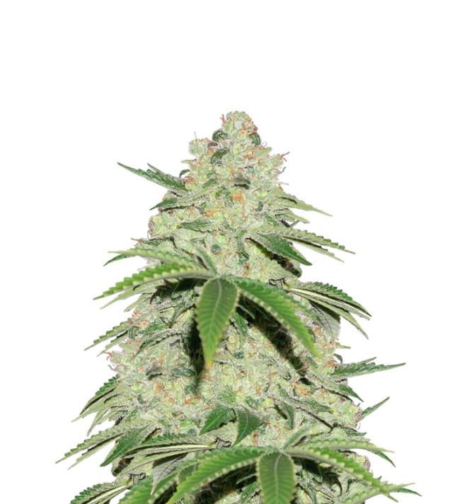 Jack Herer Autoflower