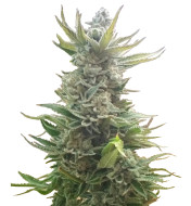 Jack Herer Fast Version