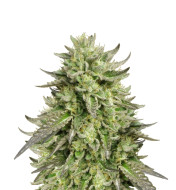 Jack Herer Feminized