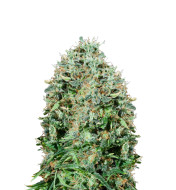 Jealousy F1 Feminized