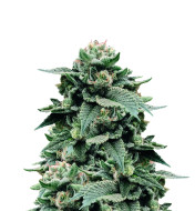 Jungle Breath Feminized