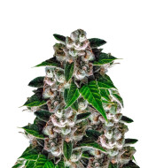 Khalifa Kush Feminized