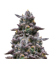 Kush Mints Fast Version