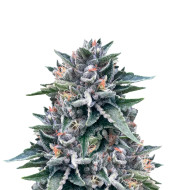 LA Confidential Feminized