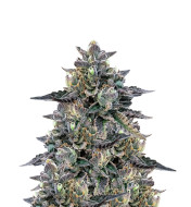 LA Confidential Autoflower