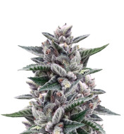 Lambs Bread Feminized