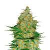 Lavender Feminized