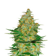 Lavender Feminized