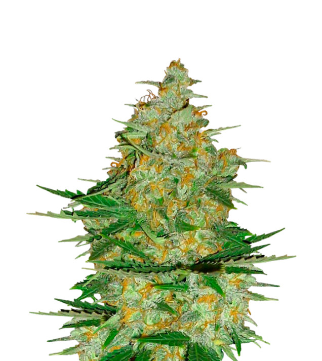Lavender Feminized