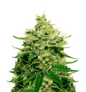 Legend OG Feminized