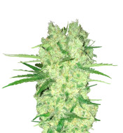 Lemon Diesel Feminized