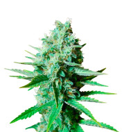 Lemon Haze Autoflower