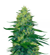 Lemon Haze F1 Autoflower