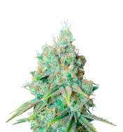 Lemon Haze Fast Version
