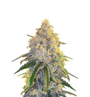 Lemon Kush F1 Feminized