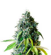 Lemon Kush Feminized