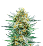 Lemon OG Fast Version