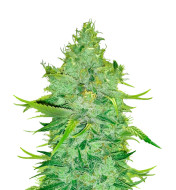 Lemon OG Haze Feminized