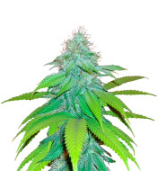 Lemon Skunk Autoflower