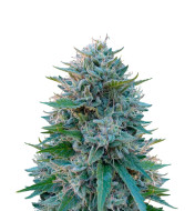 Lemon Skunk Feminized