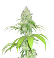 Lemon Tree Feminized